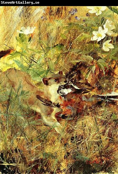 bruno liljefors Weasel with Chaffinch